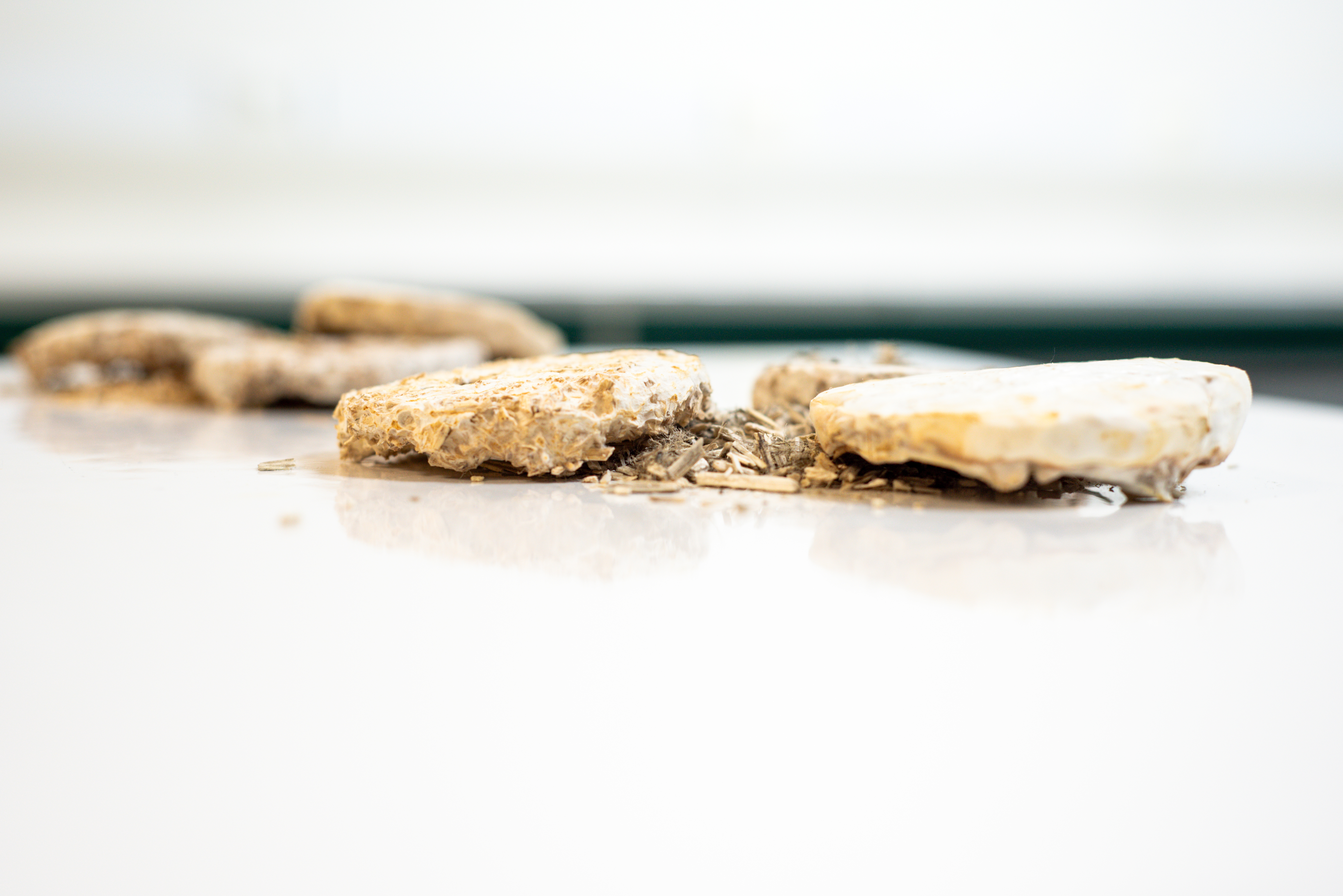 Isolatiemateriaal Gemaakt Uit Mycelium